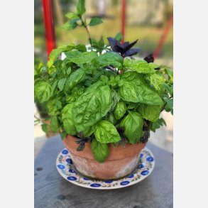 Basilikamix - MISTICANZA DI BASILICO - STORPACK