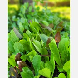 Mixsallat MISTICANZA DI LATTUGHE (Franchi)