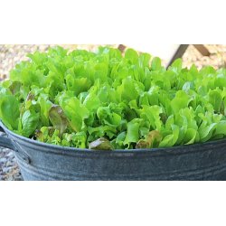 Mixsallat Misticanza di lattughe - STORPACK