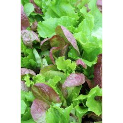 Mixsallat Misticanza di lattughe - STORPACK
