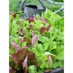 Mixsallat Misticanza di lattughe - STORPACK