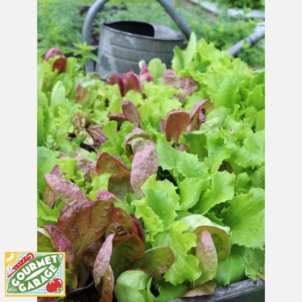 Mixsallat MISTICANZA DI LATTUGHE (Franchi)