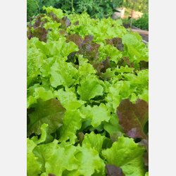 BIS DI LATTUGHE - rd och grn plocksallat (Franchi)