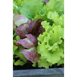 Mixsallat Misticanza di lattughe - STORPACK