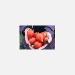 Tomat MOLTORELLO - Demeter-cerfifierade fr�er