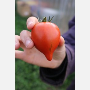 Tomat MOLTORELLO - Demeter-cerfifierade fr�er