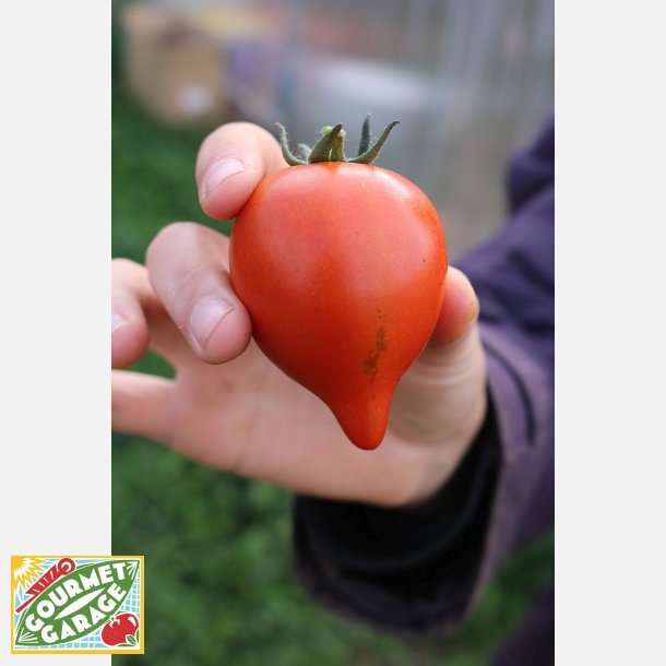 Tomat MOLTORELLO - Demeter-cerfifierade fr�er