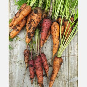 Morot rd ROUGE SANG - ekologiska frer