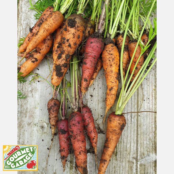 Morot rd ROUGE SANG - ekologiska frer