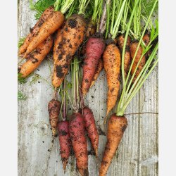 Morot rd ROUGE SANG - ekologiska frer