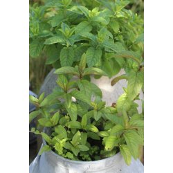 Pepparmynta (Menta piperita)
