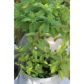 PEPPARMYNTA Menta piperita (Franchi) 