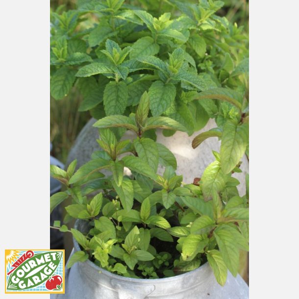 PEPPARMYNTA Menta piperita (Franchi) 