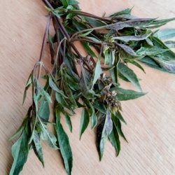 Basilika DE NOUVELLE GUIN�E - Ekologiska fr�er