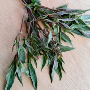 Basilika DE NOUVELLE GUIN�E - Ekologiska fr�er