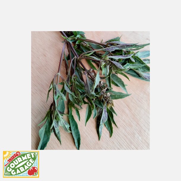 Basilika DE NOUVELLE GUIN�E - Ekologiska fr�er