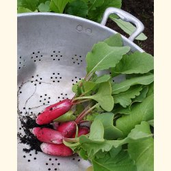 RDISA 18 dagar (Radis dix-huit jours) - STORPACK