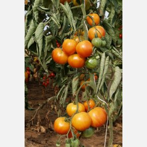 Tomat OAXACAN JEWEL - Ekologiska fr�er