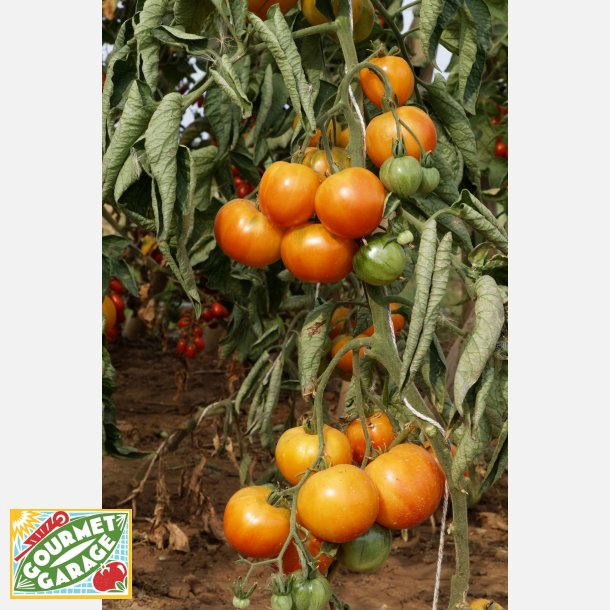 Tomat OAXACAN JEWEL - Ekologiska fr�er