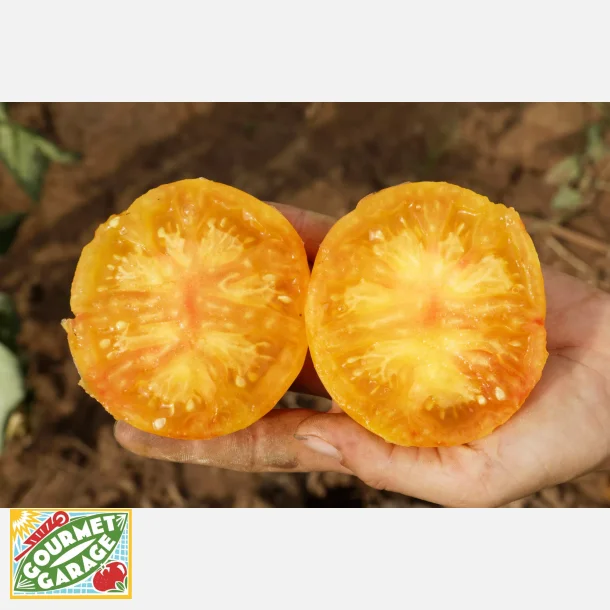 Tomat Oaxacan Jewel - ekologiska och biodynamiska frer