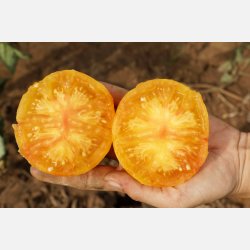 Tomat OAXACAN JEWEL - Ekologiska fr�er