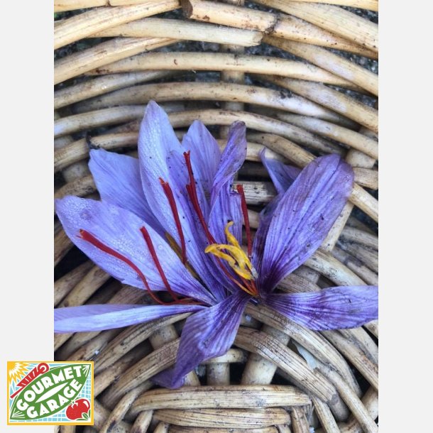Saffrankrokuslk (Crocus sativus) - 10 st 