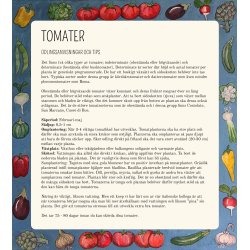 Tomat PONDEROSA - vintertomat 