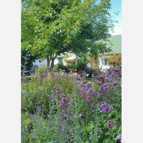 Oregano/Kungsmynta (Origanum vulgare)