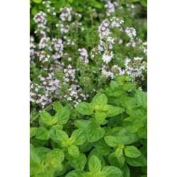 Timjan frn Provence - TIMO DI PROVENZA