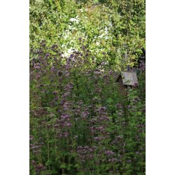 Oregano/Kungsmynta (Origanum vulgare)