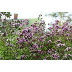 Oregano/Kungsmynta (Origanum vulgare)