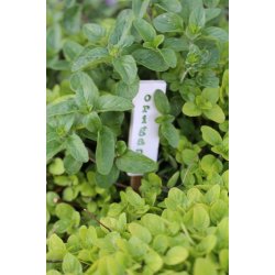 Oregano/Kungsmynta (Origanum vulgare)