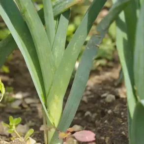 Purjolk BLEU DE SOLAISE - ekologiska frer