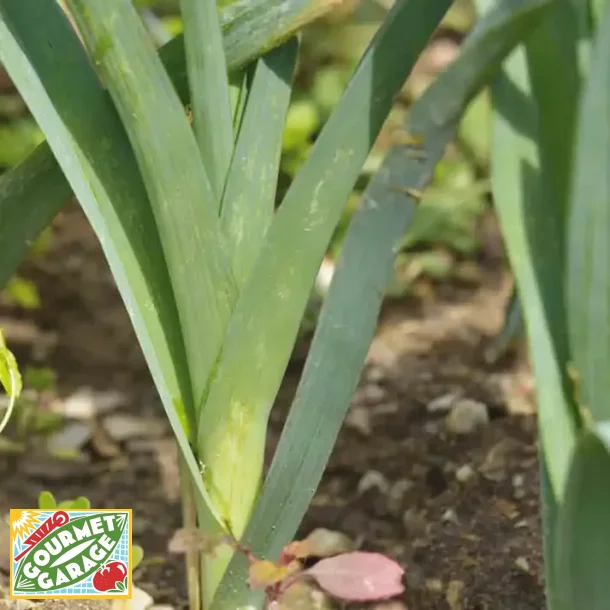 Purjolk BLEU DE SOLAISE - ekologiska frer