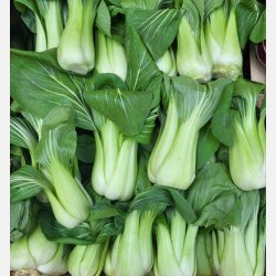 PAK-CHOI (Franchi)