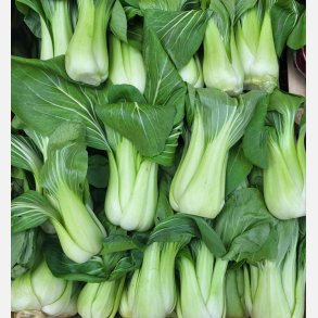 PAK-CHOI (Franchi)