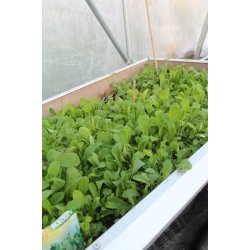 Rucola COLTIVATA - ekologiska frer - STORPACK