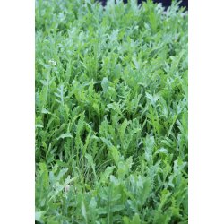 Rucola COLTIVATA - ekologiska frer - STORPACK