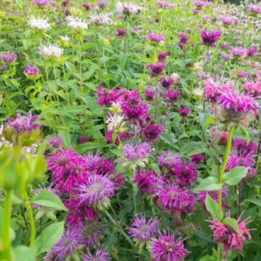 Temynta - MONARDE PANORAMA MIX - Ekologiska fr�er