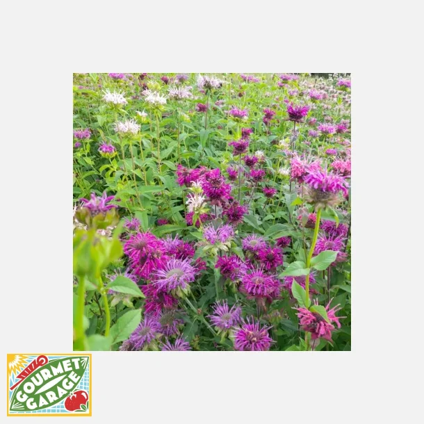 Temynta - MONARDE PANORAMA MIX - Ekologiska fr�er