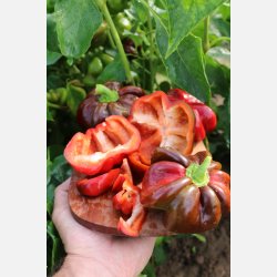 Paprika SHIRINA - Demeter-certifierade frer