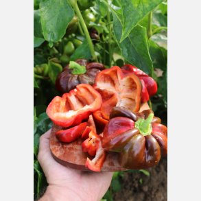 Paprika SHIRINA - Demeter-certifierade frer