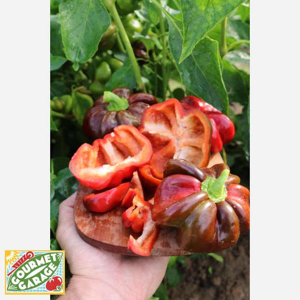 Paprika SHIRINA - Demeter-certifierade frer