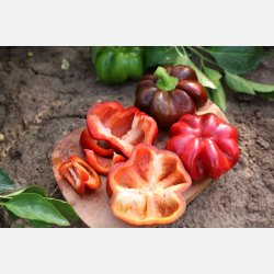 Paprika SHIRINA - Demeter-certifierade frer