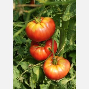 Tomat CAPSEYA (PAPRIKAF�RMIGE) - Ekologiska fr�er