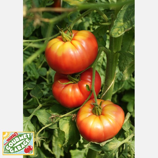 Tomat CAPSEYA (PAPRIKAF�RMIGE) - Ekologiska fr�er