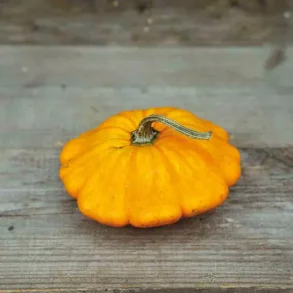 Zucchini PATISSON ORANGE - ekologiska frer