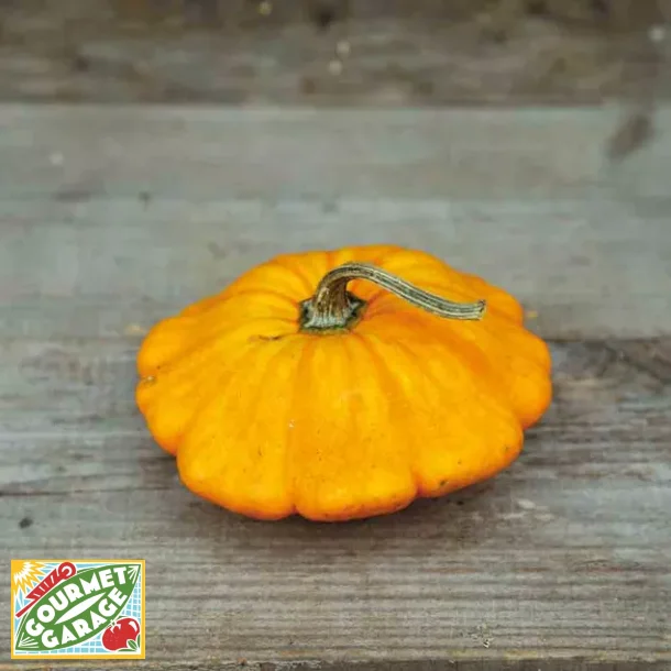 Zucchini PATISSON ORANGE - ekologiska frer