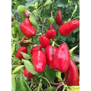 Chili TROTTOLINO AMOROSO