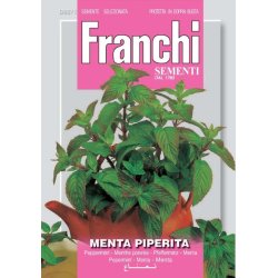 Pepparmynta (Menta piperita)